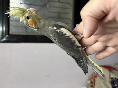 Ev ortamından yavru sultanlarımız