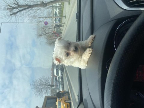 0 numara maltese terrier