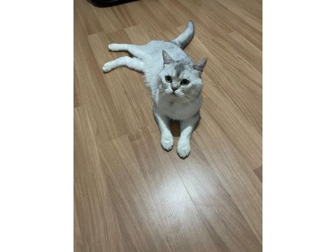 Acil erkek scottish fold sahiplendirme