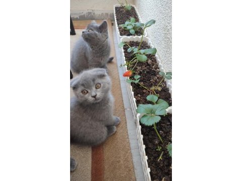 1 yaş ve 2 aylık kedilerimi sahiplendireceğim