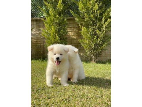 Japon akita ınu yavrulari istanbul 