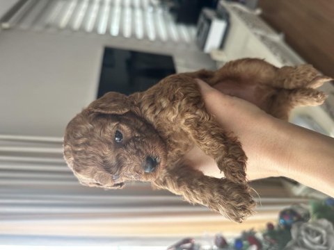 Muhteşem toy poodle yavruları