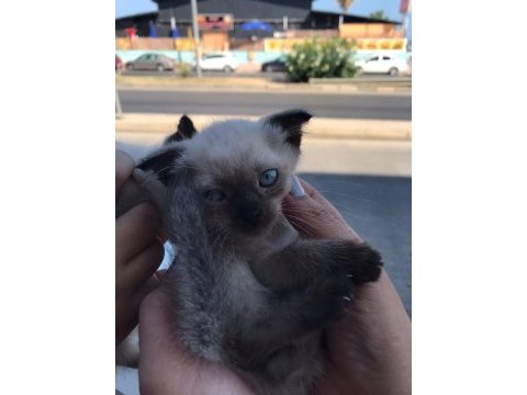 Blue point yavru kedılerımız son 2 erkek adet
