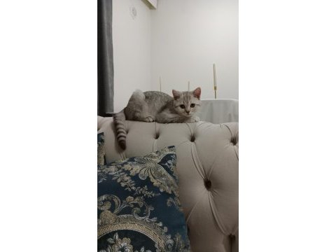 Aşıları tam kısırlaştırılmış erkek british shorthair