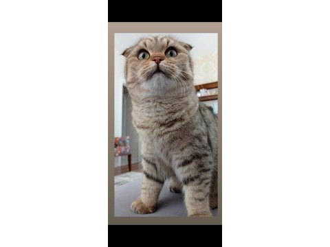 Scottish fold mama karşılığında sahiplendirmek istiyorum