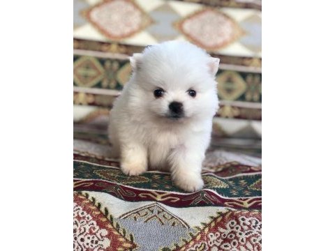 Pomeranian dişi erkek