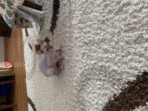 3.5 aylık yakışıklı sevecen sfenks kedisi