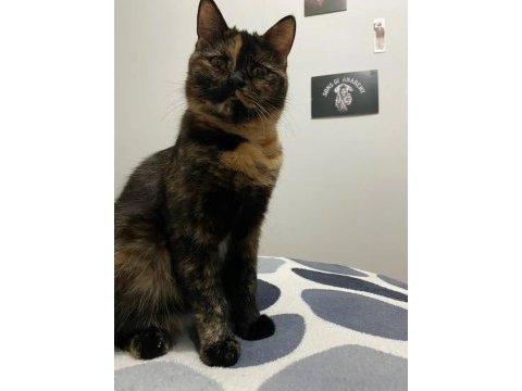 Sevecen british kızımız lucy