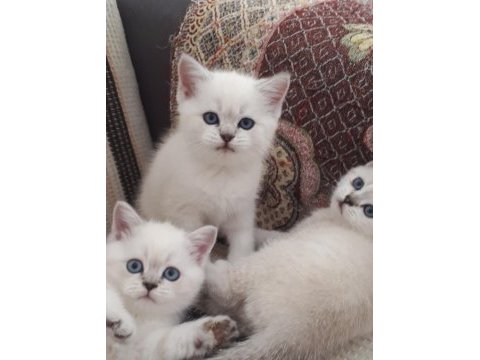 Safkan british shorthair mavi gözlü yavrular
