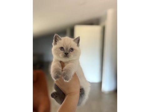 Ayı surat top kafa brıtısh shorthair yavrularım 