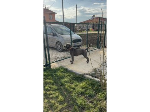 Cane corso blue