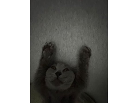 British shorthair erkek 4 aylık