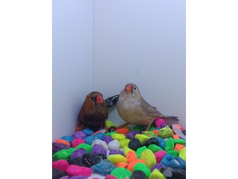 Ob takımlar vasıflı jumbo takım finch tek kalite