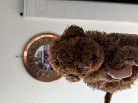 Kore toy poodle