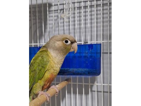 Cıvıl cıvıl rengarenk uysal bebek kuşlar için ulaşın