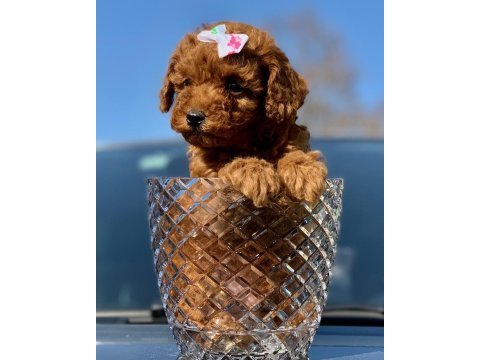 Toy poodle yavrular (red, red brown, silver, siyah, apricot)