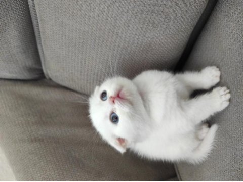 Scottish fold ve blue point sahibinden kediler