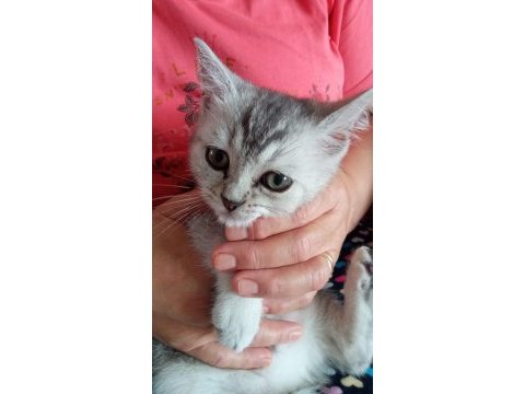 British shorthair yavru erkek kedimiz yeni 3 aylık