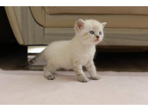 British shorthair ile longhair yavrusu