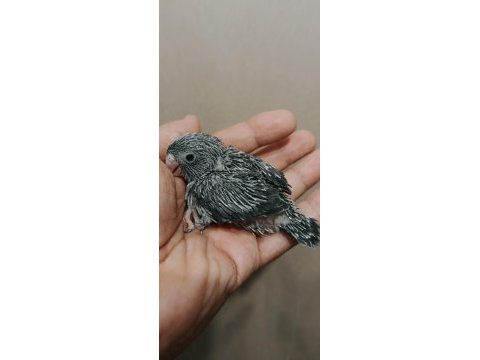 Kara kartal şampiyon erkek forpus