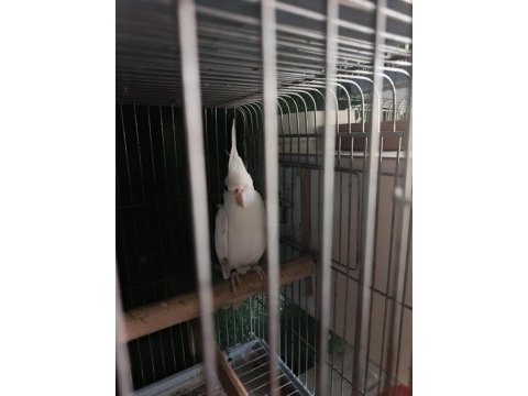 Erkek sultan papağanı