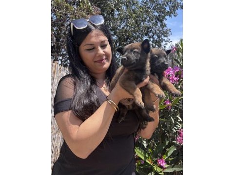 Safkan aşılı malinois yavrularım