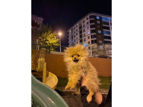 Pomeranian boo 4.5 aylık