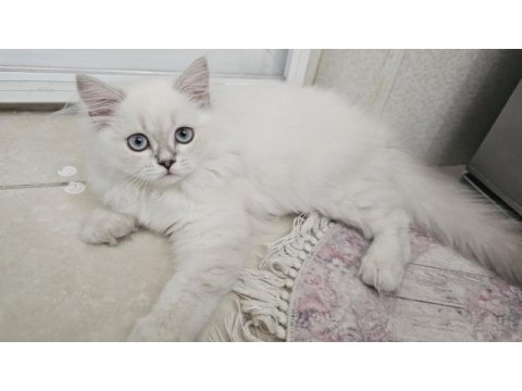Sevimli british longhair kedicik