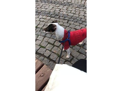 Oğlumuza eş arıyoruz çiftleştirme jack