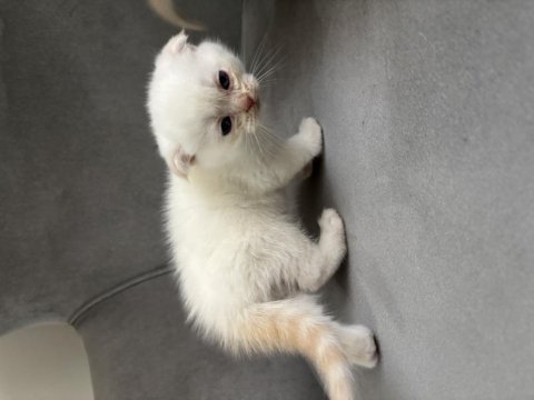 Scottish fold yavrular