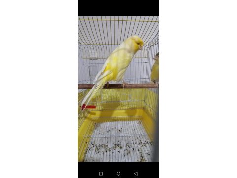 Orjinal safkan lankşayır kanarya 23 cm
