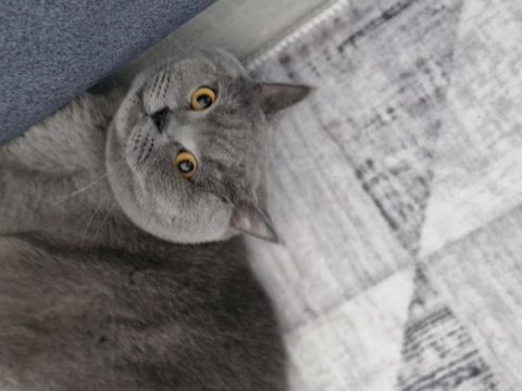 Kedimiz acil kalıcı yuva arıyor