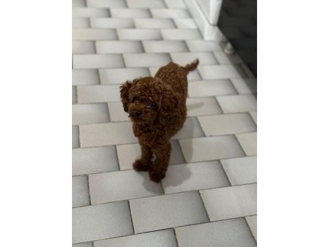 Teacup red brown poodle