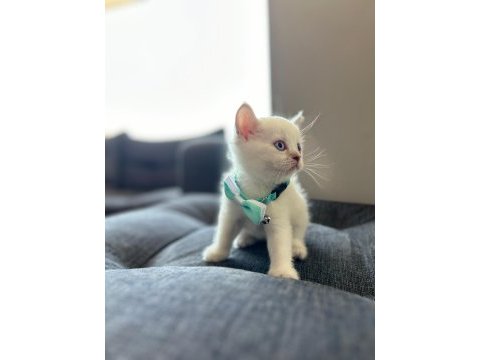 British shorthair 50 günlük yavru