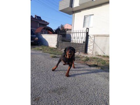 Pasaportu olan aşılarının hepsi tamamlanmış erkek rottweiler