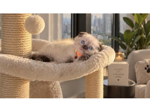 Scottish fold chocolate point
