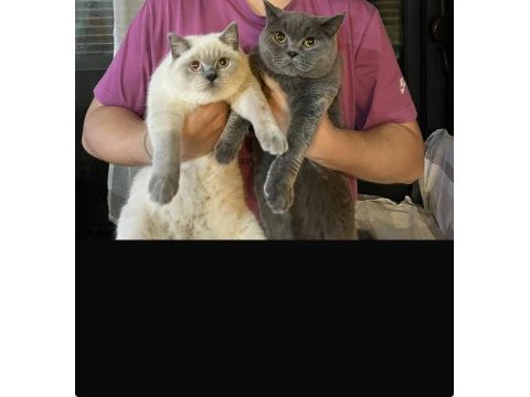 Ücretsiz sahiplendirilecek 2 yaşında gri british shorthair
