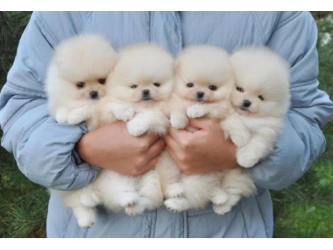 Pomeranian boo teddy bear köpeklerimiz