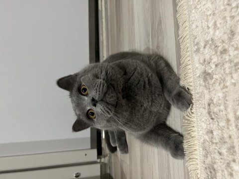 Güzeller güzeli british shorthair kusursuz yavrumuz