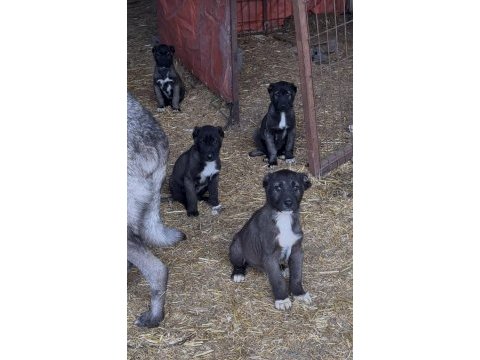Show kalite safkan sivas kangal yavrularımız