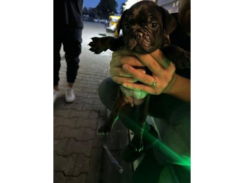 Safkan french bulldog