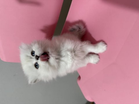 British longhair prenses hazır