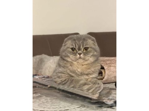 Safkan anne ve babadan scottish fold