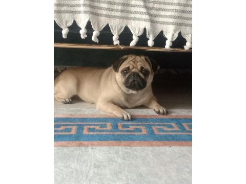 Pug köpeğimiz