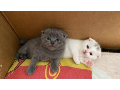 Scottish fold cins kedimizi sahiplendirme