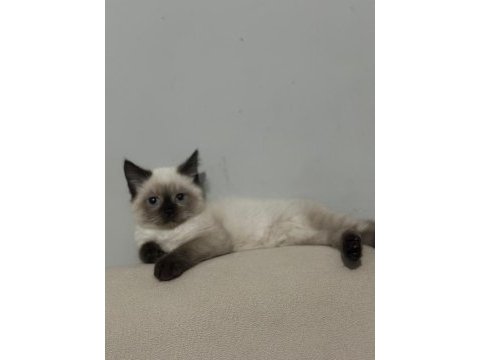 Samsun içi dişi birman yavrumuz