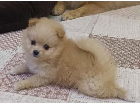 Pomeranian boo yavru