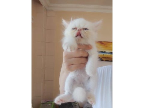 Persian bebekler uygun