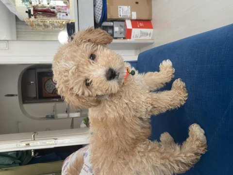 4 aylık f1 maltipoo