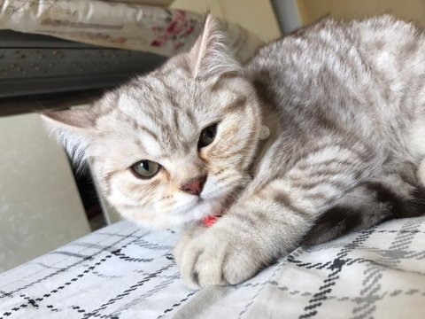 Sevimli british longhair tarçın